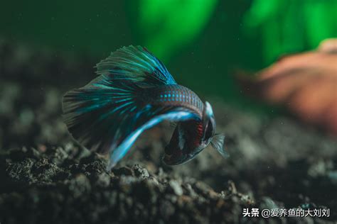 魚打架|观赏鱼为什么打架？8个原因，如何阻止它们？